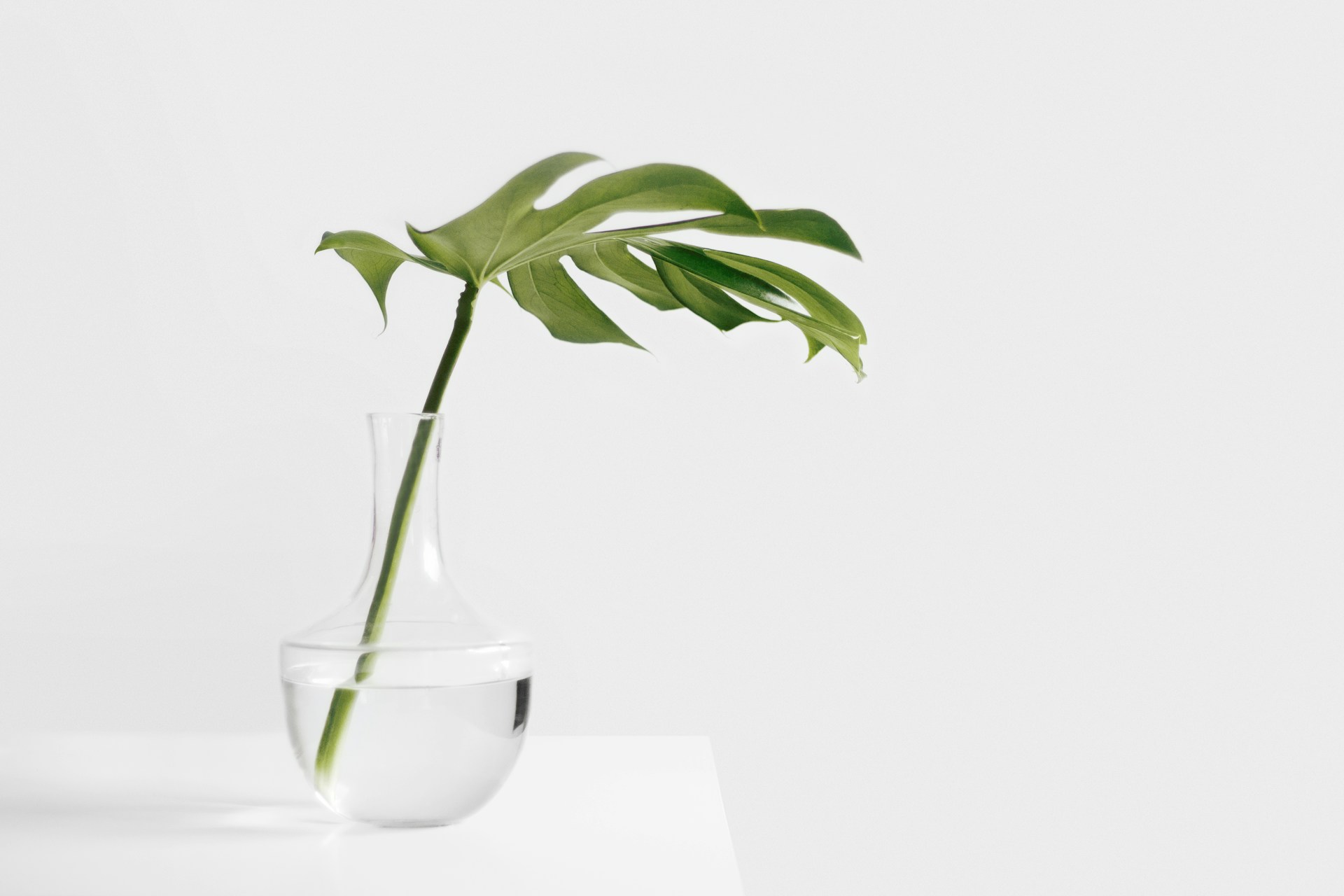 Petite plante verte dans un vase d'eau transparent, ambiance simple et zen pour des séances de sophrologie et d'hypnose à Andernos-les-Bains: contact et tatifs