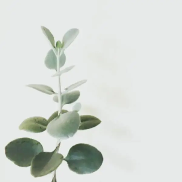 Détail végétal apaisant – sophrologie hypnose Andernos